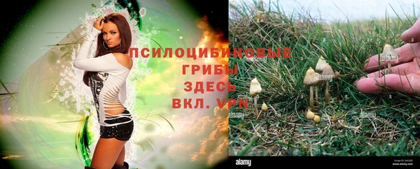 хмурый Ельня